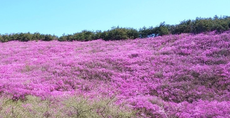 화왕산군립공원 전경