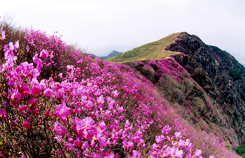 화왕산군립공원 전경